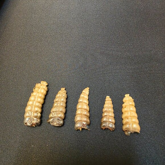 5 lot Rattlesnake Rattles Taxidermy Diamondback Sidewinder - Picture 2 of 3